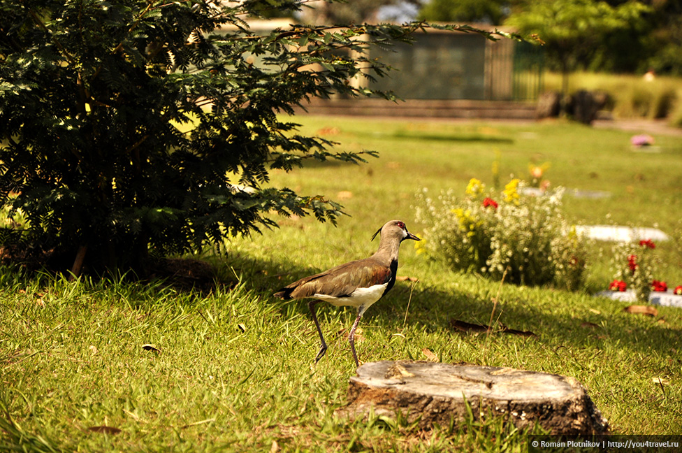 Тут і там в парку-кладовище зустрічаються такі ось пташки з чубчиком, вони швидко бігають між могилами і схожі на дрібненькі динозавриків, вишукують чим поживитися