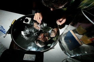 Мне нравились такие журналы, как RayGun, Nest, Interview, The Face и менее известные мексиканские журналы, такие как La Regla Rota и La Guillotina