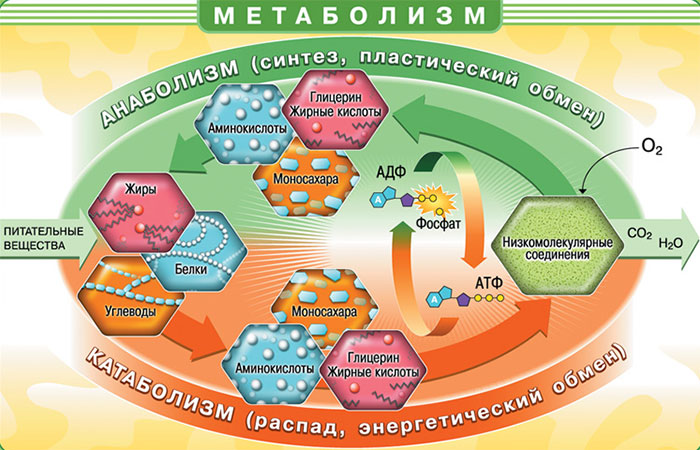 Поняття метаболізму, за своєю структурою, задоволене складне, але основна суть зводиться до синтезу   АТФ   - основний молекули, яка використовується клітинами, у вигляді енергії, для життєдіяльності