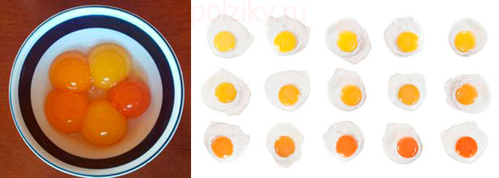 Хоча на сьогоднішній день виробники вдаються до такого методу, як штучне підфарбовування яєць за допомогою хімічних добавок, тому ТІЛЬКИ за кольором жовтка визначити якісне перед вами яйце чи ні стало не так-то й просто