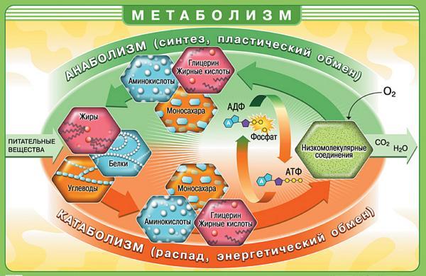 Обмін речовин або метаболізм - це сукупність всіх хімічних реакцій в організмі в процесі його життєдіяльності