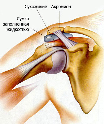 Найбільш рухомим суглобом в тілі людини є плечовий суглоб