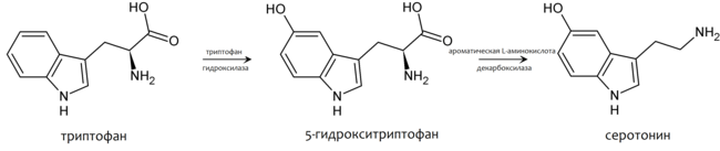 Також є проміжним речовиною в   метаболізмі   триптофану   , Однією з найважливіших амінокислот: