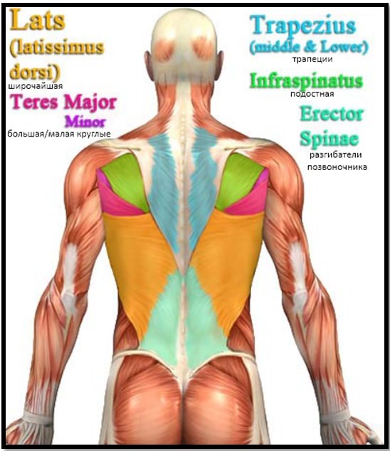 глибокі м'язи спини (deep muscles);   поверхневі м'язи нижньої частини спини (superficial muscles)