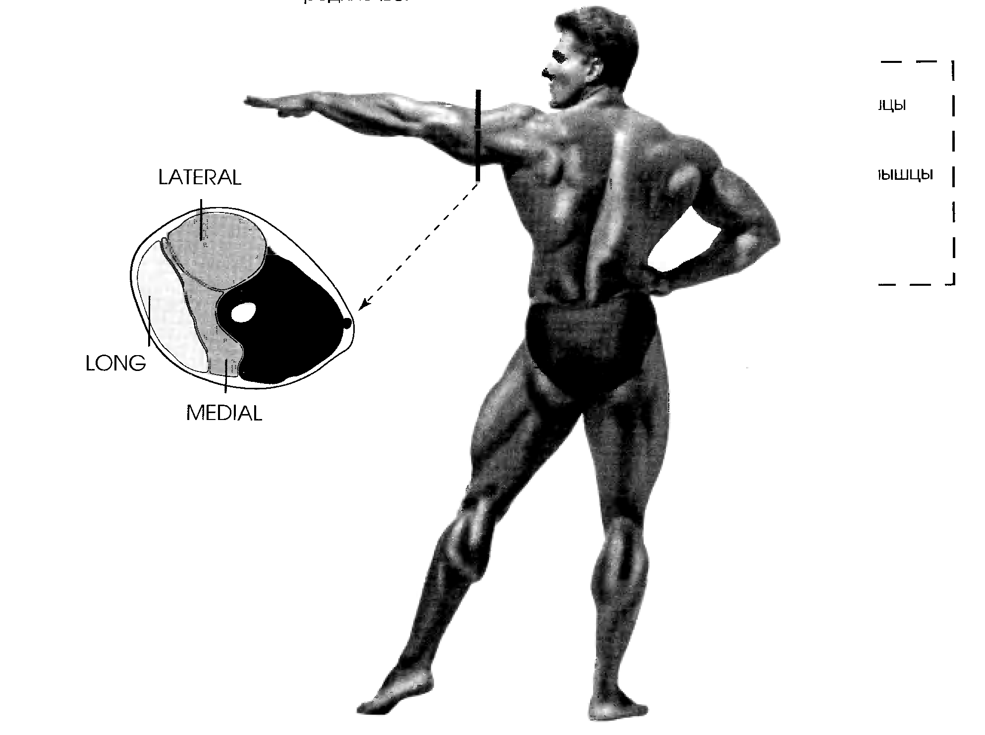 Бічний, довгий і середній пучки трицепса, а також ліктьові згиначі, представлені двоголового і плечовий м'язами
