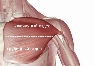 Така складна система будови дозволяє плечової частини руки виконувати руху в великій амплітуді і в багатьох напрямках