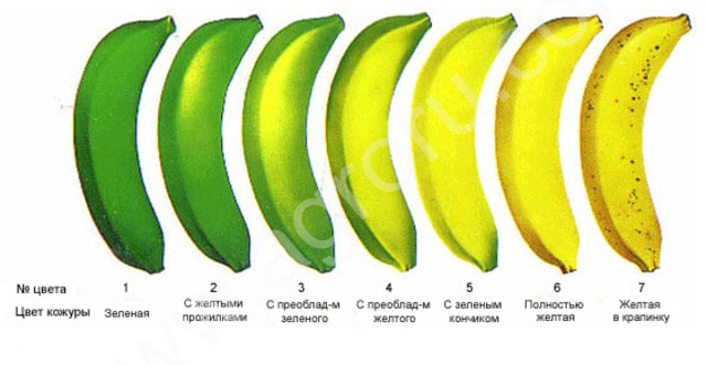 Звідки б до нас не надходили банани - з Еквадору, Філіппін, Колумбії чи Коста-Ріка, вони найчастіше починають свій шлях злегка зеленими