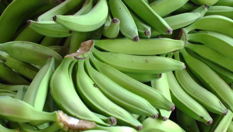 Калорійність бананів «Платан» - зеленого сорту