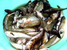 Купання і лов риби в Азовському морі в Маріуполі дозволені з 1 вересня, - повідомляє Донецька обласна санітарно-епідеміологічна станція